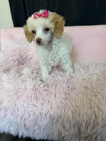 Akc Clear 🧬 Tested Chocolate Phantom Parti 🩷, a female Poodle - Miniature  for sale in Campbell, TX – 8 of 10
