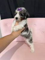 Akc Clear 🧬 Tested Blue Merle Phantom Parti, a female Poodle - Miniature  for sale in Campbell, TX – 4 of 10