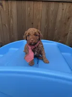 Akc 🧬 Clear Bred the Color Red Boy 💙, a male Poodle - Toy  for sale in Campbell, TX – 2 of 10