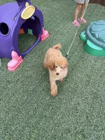 Akc Clear 🧬 At/At Ky/Ky b/b e/e Oliver, a male Poodle - Miniature  for sale in Campbell, TX – 9 of 10