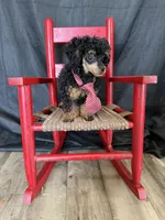 Akc Tiny Black Phantom Boy 💙, a male Poodle - Toy  for sale in Campbell, TX – 10 of 10