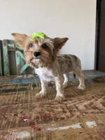 Merle Girl Pickle, a female Yorkshire Terrier for sale in Campbell, TX – 3 of 10
