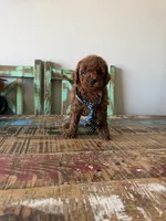 Akc Red Poodle Boy 💙, a male Poodle - Toy  for sale in Campbell, TX – 8 of 10