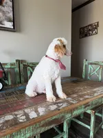 Akc Clear Red bb hidden Merle Parti Boy, a male Poodle - Miniature  for sale in Campbell, TX – 10 of 10