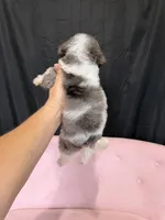Akc Clear 🧬 Tested Blue Merle Phantom Parti, a female Poodle - Miniature  for sale in Campbell, TX – 9 of 10