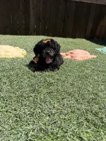 Akc Clear 🧬 Black Phantom Girl 🩷, a female Poodle - Miniature  for sale in Campbell, TX – 3 of 10