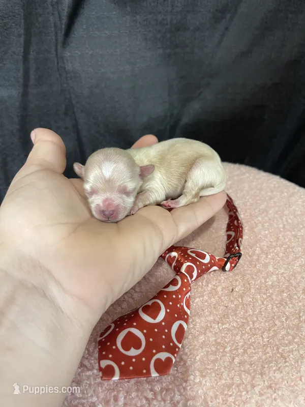 Maltipoo Boy! Red Tie! ❤️ – Maltipoo puppy for sale in Campbell, TX