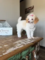 Akc Clear 🧬 Tested Chocolate Phantom Parti Girl, a female Poodle - Toy  for sale in Campbell, TX – 4 of 9
