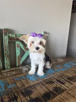 Blue Merle Parti Blue eyes Olive, a female Yorkshire Terrier for sale in Campbell, TX – 5 of 10