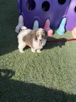 Akc Clear 🧬 Tested Blue Merle Phantom Parti- Carries Brown, a male Poodle - Miniature  for sale in Campbell, TX – 8 of 10