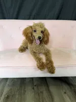 Akc Red Poodle Girl, a female Poodle - Miniature  for sale in Campbell, TX – 10 of 10
