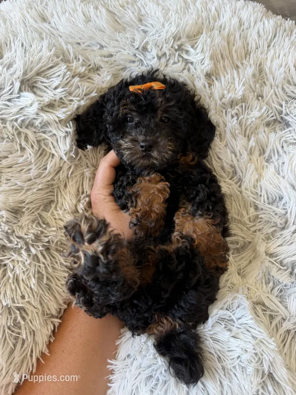 Akc Clear 🧬 Black Phantom Girl 🩷 – Poodle - Miniature  puppy for sale in Campbell, TX