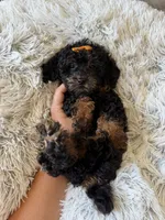 Akc Clear 🧬 Black Phantom Girl 🩷, a female Poodle - Miniature  for sale in Campbell, TX – 1 of 10
