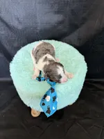 Akc Clear 🧬 tested Blue Merle Phantom Parti Boy Blue Tie, a male Poodle - Miniature  for sale in Campbell, TX – 6 of 10