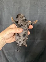 Akc Clear Blue Merle Phantom Boy 💙, a male Poodle - Miniature  for sale in Campbell, TX – 6 of 6