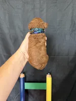 Akc Red Toy Poodle Boy Blue Tie, a male Poodle - Toy  for sale in Campbell, TX – 3 of 9