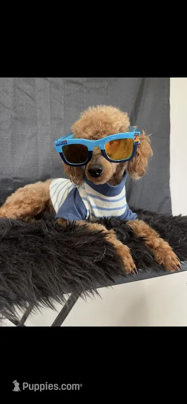 Full Akc Clear 🧬 Red Boy