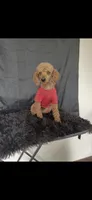 Full Akc Clear 🧬 Red Boy, a male Poodle - Toy  for sale in Campbell, TX – Photo 4 of 10