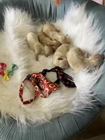 Maltipoo Boy! Black Tie! 🖤, a male Maltipoo for sale in Campbell, TX – 5 of 6