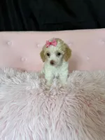 Akc Clear 🧬 Tested Chocolate Phantom Parti, a female Poodle - Miniature  for sale in Campbell, TX – 6 of 10