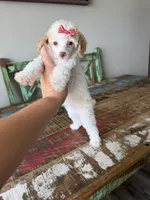 Akc Clear 🧬 Tested Chocolate Phantom Parti 🩷, a female Poodle - Miniature  for sale in Campbell, TX – 3 of 10