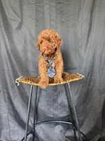 Akc Clear 🧬 Tested Red Poodle Boy 💙 bb, a male Poodle - Miniature  for sale in Campbell, TX – 8 of 10