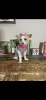 Blonde Parti Tilly, a female Yorkshire Terrier for sale in Campbell, TX – Photo 4 of 10