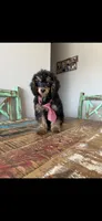 Akc 🧬 Tested Clear Black Phantom Boy 💙, a male Poodle - Miniature  for sale in Campbell, TX – 8 of 10