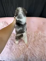 Akc Clear 🧬 Tested Blue Merle Phantom Parti 🩷, a female Poodle - Miniature  for sale in Campbell, TX – 5 of 10