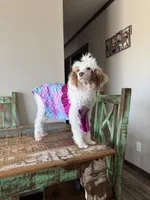 Akc Clear 🧬 Tested Chocolate Phantom Parti, a female Poodle - Miniature  for sale in Campbell, TX – 2 of 10