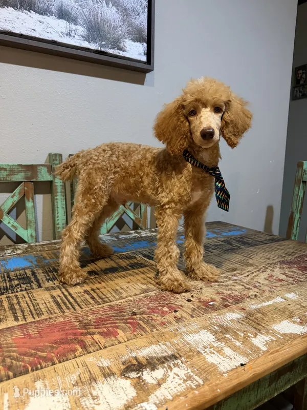 Akc Clear 🧬 At/At Ky/Ky b/b e/e Oliver – Poodle - Miniature  puppy for sale in Campbell, TX