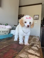 Akc Clear 🧬 Tested Chocolate Phantom Parti Girl, a female Poodle - Toy  for sale in Campbell, TX – 3 of 9