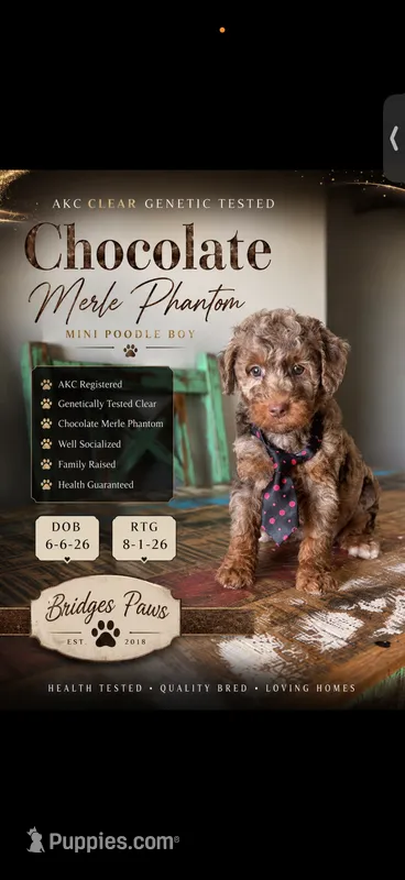 Akc Clear Chocolate Merle Phantom Black Tie – Poodle - Miniature  puppy for sale in Campbell, TX