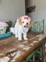 Akc Clear 🧬 Tested Chocolate Phantom Parti 🩷, a female Poodle - Toy  for sale in Campbell, TX – 4 of 10