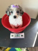 Akc Clear 🧬 Tested Blue Merle Phantom Parti 🩷, a female Poodle - Miniature  for sale in Campbell, TX – 9 of 10