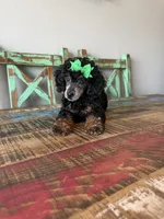 Akc Clear 🧬 Tested Black Phantom Girl 🩷, a female Poodle - Miniature  for sale in Campbell, TX – 6 of 10