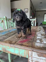 Akc Clear 🧬 Tested Black Phantom Girl, a female Poodle - Miniature  for sale in Campbell, TX – 4 of 10