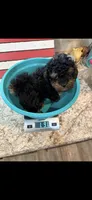 Akc Tiny Black Phantom Boy 💙, a male Poodle - Toy  for sale in Campbell, TX – 7 of 10