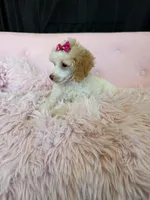 Akc Clear 🧬 Tested Chocolate Phantom Parti 🩷, a female Poodle - Miniature  for sale in Campbell, TX – 2 of 10