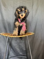 Akc 🧬 Tested Clear Black Phantom Boy 💙, a male Poodle - Miniature  for sale in Campbell, TX – 9 of 10