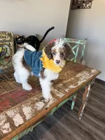Akc Clear 🧬 Tested Blue Merle Phantom Parti- Carries Brown, a male Poodle - Miniature  for sale in Campbell, TX – 6 of 10