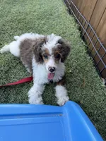 Akc Clear 🧬 Tested Blue Merle Phantom Parti- Carries Brown, a male Poodle - Miniature  for sale in Campbell, TX – 4 of 10