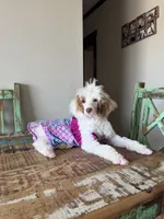 Akc Clear 🧬 Tested Chocolate Phantom Parti 🩷, a female Poodle - Miniature  for sale in Campbell, TX – 4 of 10
