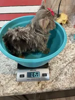 Tiny Chocolate Merle Girl, a female Yorkshire Terrier for sale in Campbell, TX – Photo 8 of 10