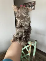 Tiny Chocolate Merle Girl, a female Yorkshire Terrier for sale in Campbell, TX – Photo 9 of 10