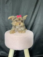 Tiny Chocolate Merle Girl, a female Yorkshire Terrier for sale in Campbell, TX – Photo 10 of 10
