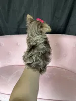 Tiny Chocolate Merle Girl, a female Yorkshire Terrier for sale in Campbell, TX – Photo 5 of 10