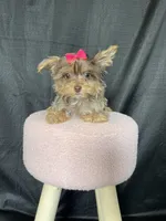 Tiny Chocolate Merle Girl, a female Yorkshire Terrier for sale in Campbell, TX – Photo 6 of 10