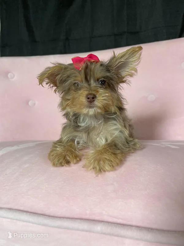Tiny Chocolate Merle Girl – Yorkshire Terrier puppy for sale in Campbell, TX