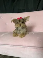 Tiny Chocolate Merle Girl, a female Yorkshire Terrier for sale in Campbell, TX – Photo 4 of 10